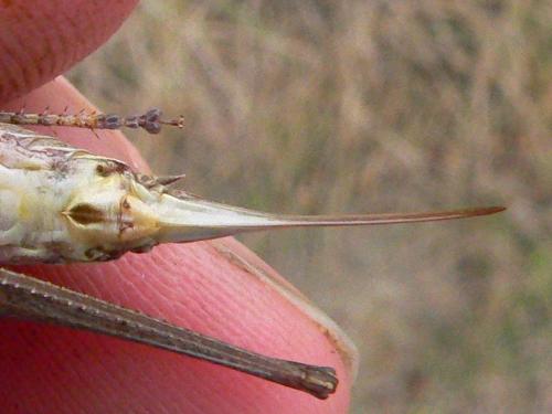 Rhacocleis germanica