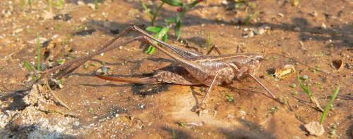 Rhacocleis germanica