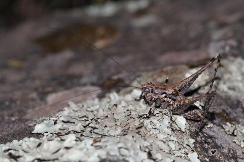 Réf. 123 809 : Rhacocleis bonfilsi