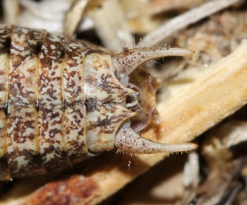 Réf. 123 811 : Rhacocleis bonfilsi