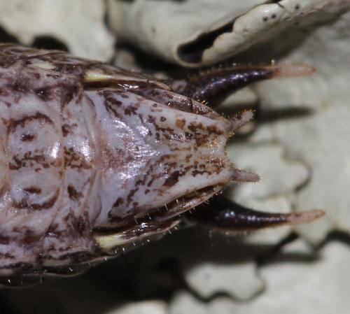 Réf. 123 810 : Rhacocleis bonfilsi