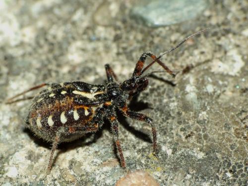 Rhynocoris cuspidatus