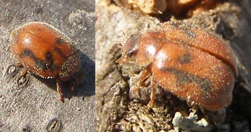 Réf. 123 155 : Novius cruentatus