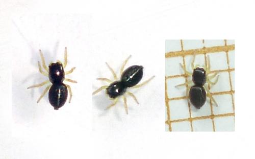 Heliophanus sp.