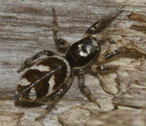 Réf. 123 038 : Salticus scenicus