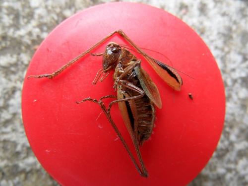 Metrioptera brachyptera