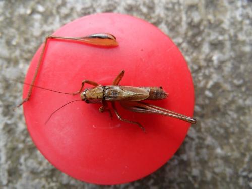 Metrioptera brachyptera