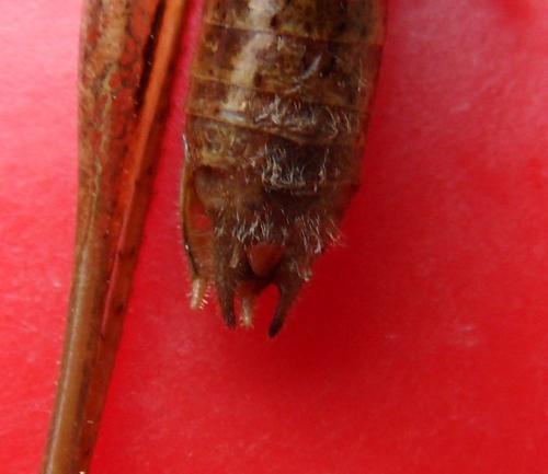Metrioptera brachyptera