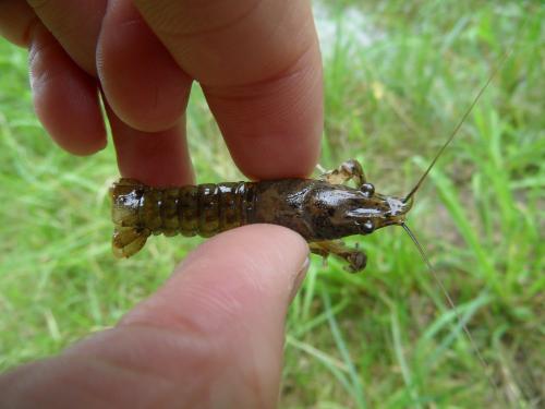 Orconectes limosus