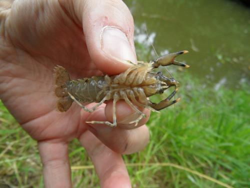 Réf. 123 262 : Orconectes limosus