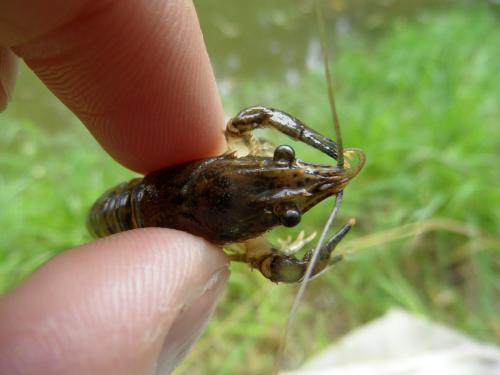 Réf. 123 264 : Orconectes limosus