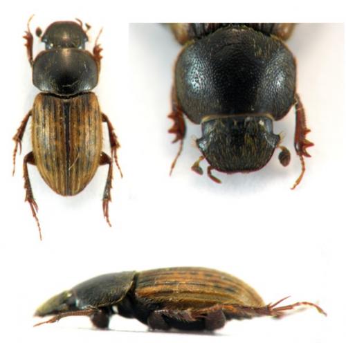 Réf. 123 214 : Euheptaulacus carinatus