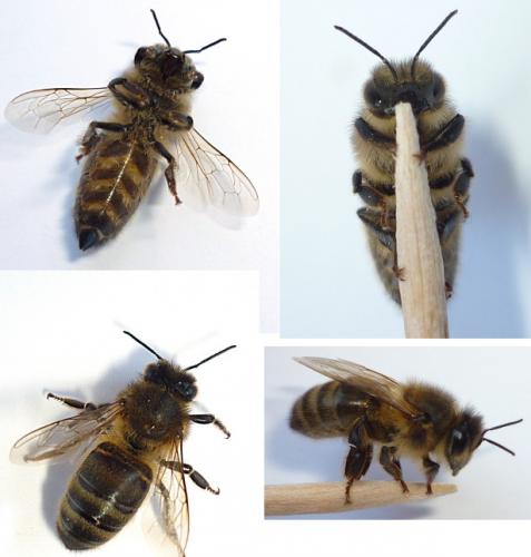 Apis mellifera