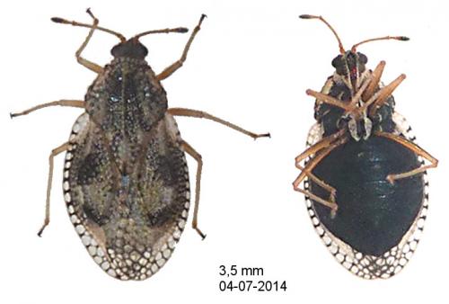 Dictyla humuli