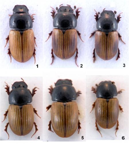 Réf. 123 196 : Aphodius foetidus