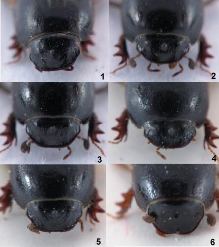 Réf. 123 197 : Aphodius foetidus