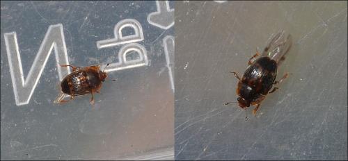Stelidota geminata