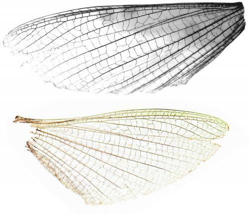 Tettigonia viridissima