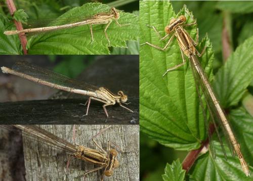 Réf. 123 487 : Platycnemis pennipes