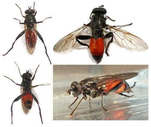 Brachypalpoides lentus