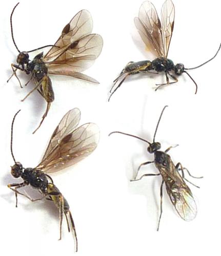Réf. 123 801 : Bracon sp.
