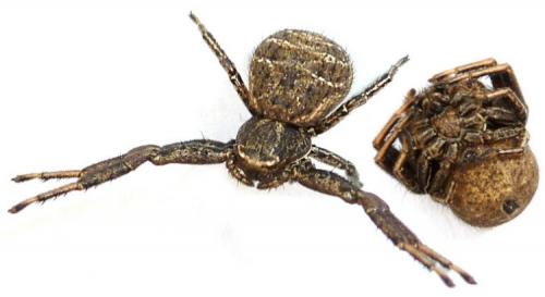 Xysticus sp.