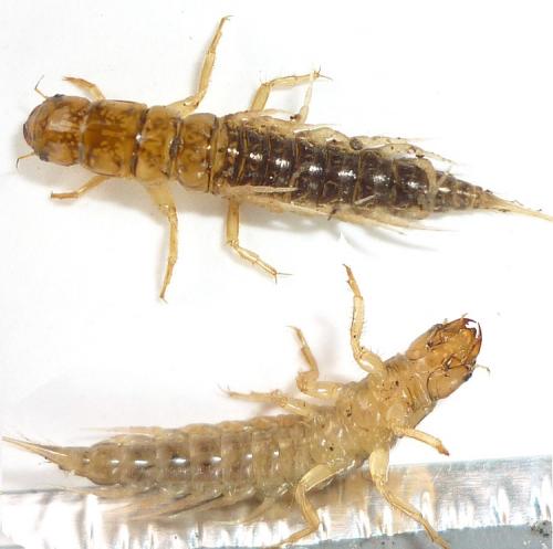 Sialis sp.