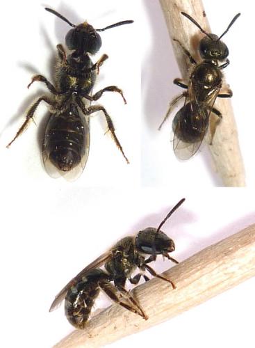 Lasioglossum sp.
