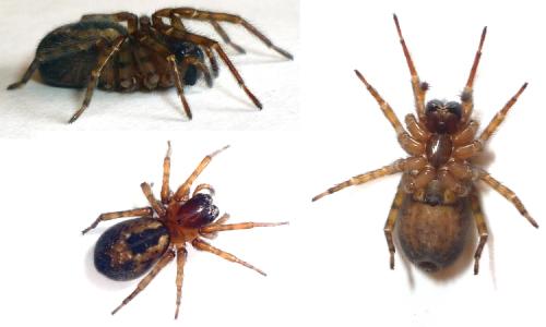 Amaurobius fenestralis