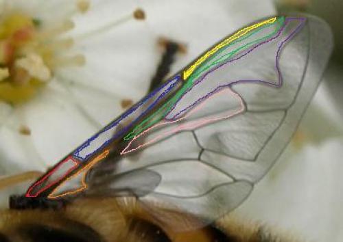 Myathropa florea