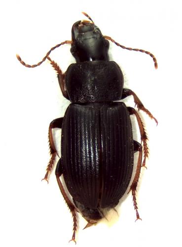 Réf. 123 533 : Semiophonus signaticornis