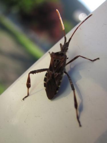 Leptoglossus occidentalis