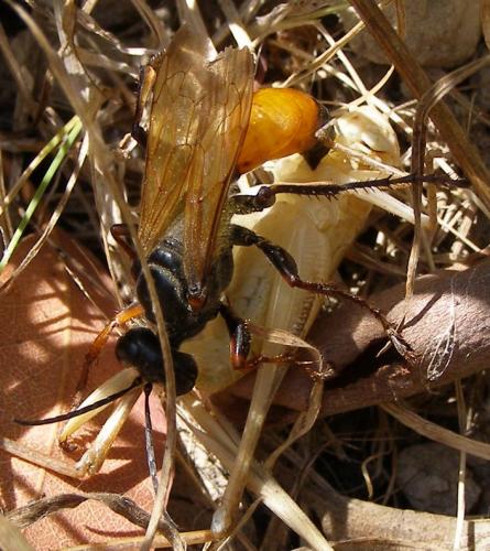 Sphex flavipennis