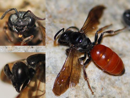 Sphecodes sp.