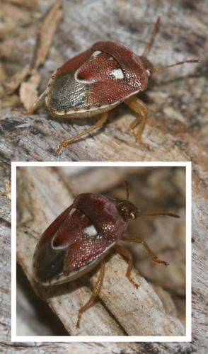 Réf. 123 035 : Stagonomus bipunctatus pusillus