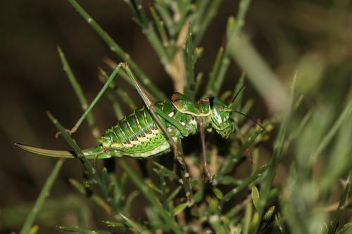 Réf. 123 815 : Corsteropleurus chopardi