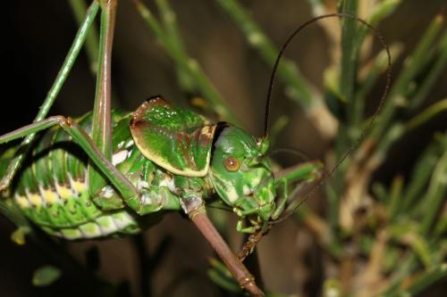 Réf. 123 816 : Corsteropleurus chopardi