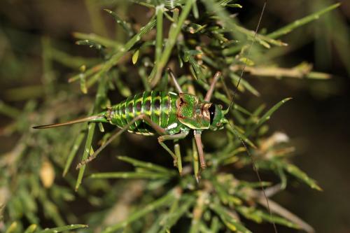 Réf. 123 817 : Corsteropleurus chopardi