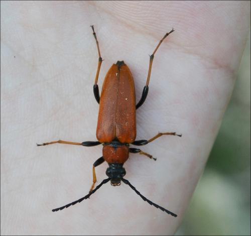 Réf. 123 423 : Stictoleptura rubra