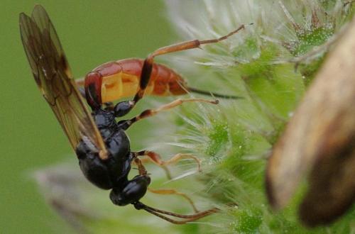 Stilbops ruficornis