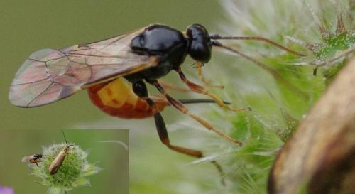 Stilbops ruficornis