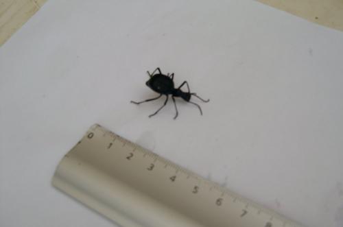 Réf. 123 573 : Leptoderis solieri