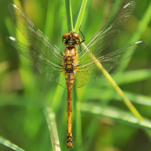 Réf. 123 403 : Sympetrum danae