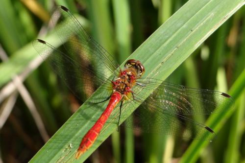 Sympetrum sanguineum