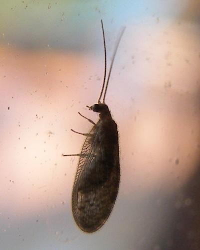 Réf. 123 267 : Sympherobius sp.
