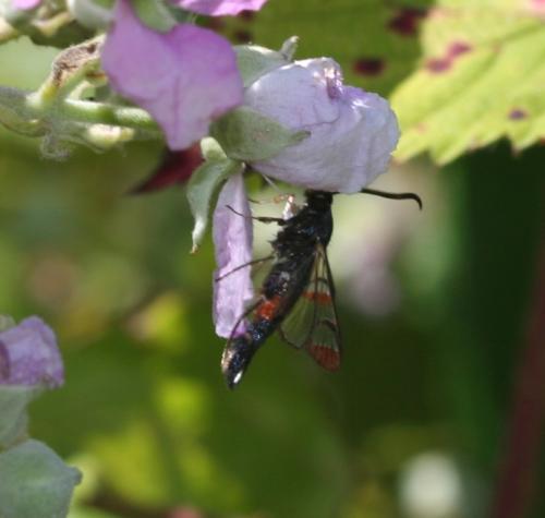Réf. 123 009 : Synanthedon formicaeformis