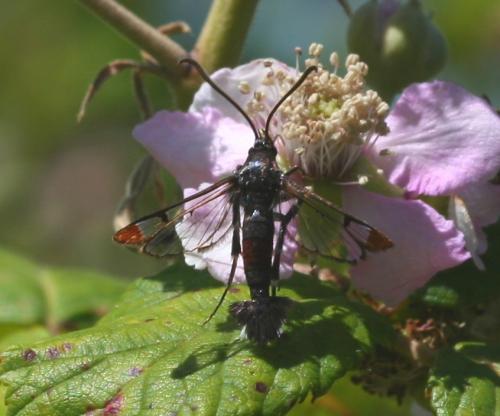 Réf. 123 010 : Synanthedon formicaeformis