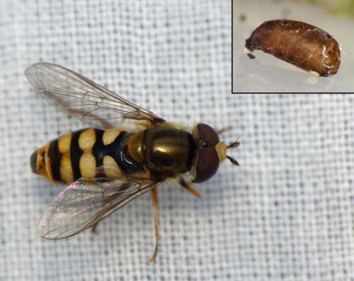 Eupeodes corollae