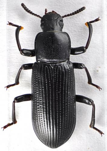Réf. 123 964 : Menephilus cylindricus