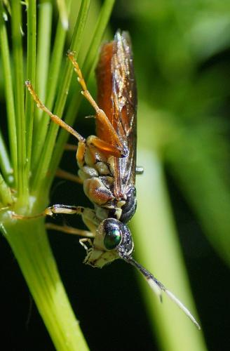 Réf. 123 557 : Tenthredo ferruginea